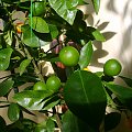 Reale fruit overwintering