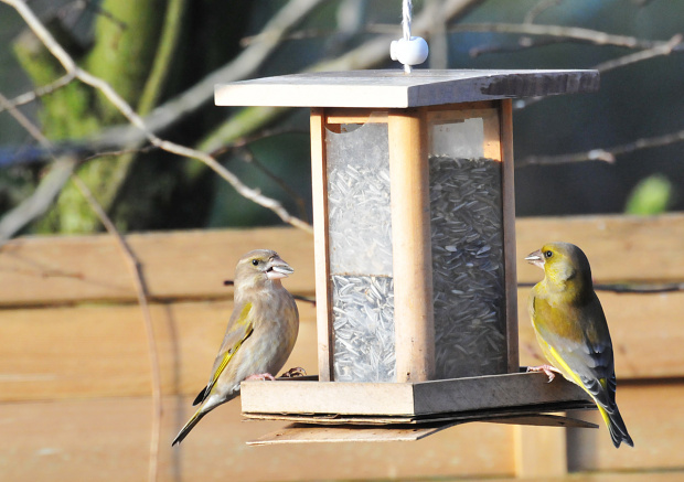 Ptaki,ptaki.... #ptaki #ogrody alicjaszrednicka-mondritzki,zięba, dzwoniec,greenfinch
