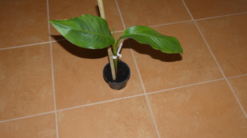 Bananowiec Velutina