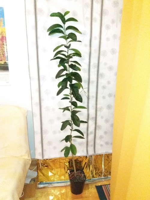 Ponderosa lemon (Cytryna Skierniewicka) seedling